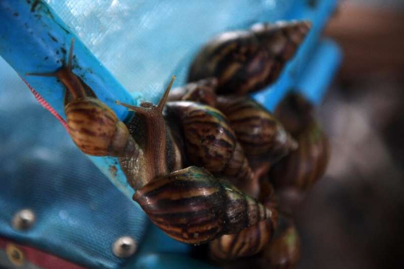 Snails in Thailand's farms were once the scourge of rice farmers, loathed for eating the buds of new crops