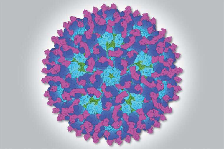 Snapshot of chikungunya could lead to drugs, vaccines for viral arthritis