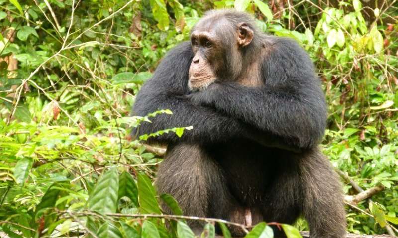 Social insecurity also stresses chimpanzees