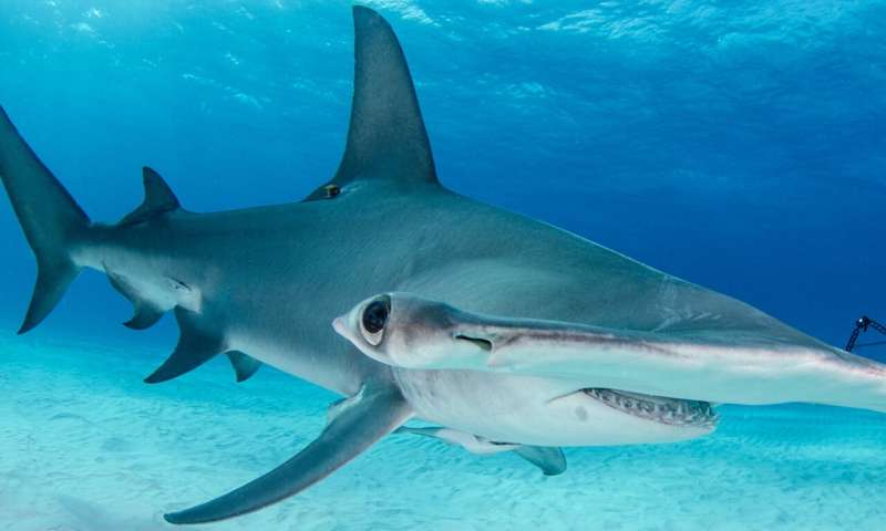 **Softening the blow for hammerhead sharks and tropical hardwoods