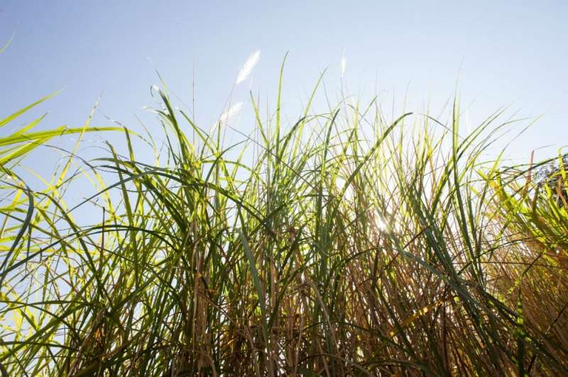 Software locates sugarcane genes of interest