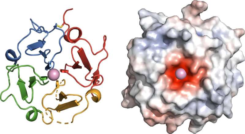 **Solving long-sought protein structure opens new avenues for treating disease