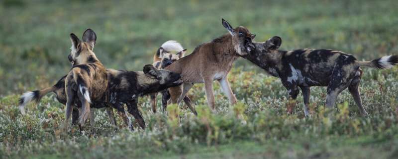 Solving the mystery of Serengeti's vanishing wild dogs