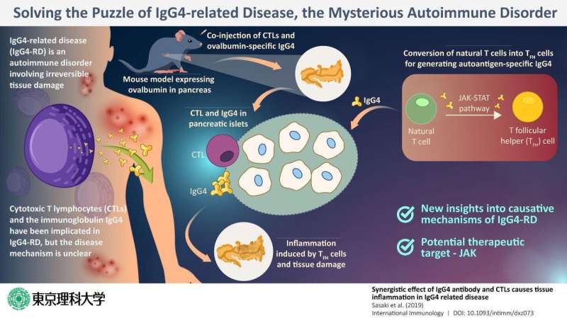 Solving the puzzle of IgG4-related disease, the elusive autoimmune disorder