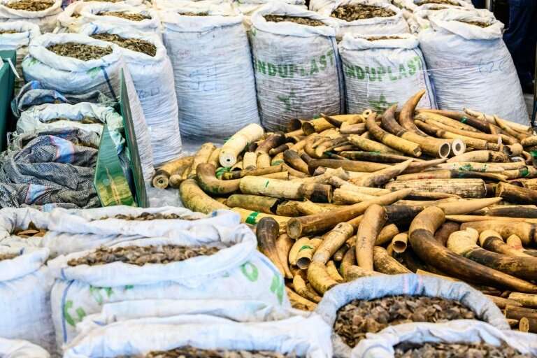 Some 2,100 kilos of ivory tusks were also found hidden inside a container at a customs facility