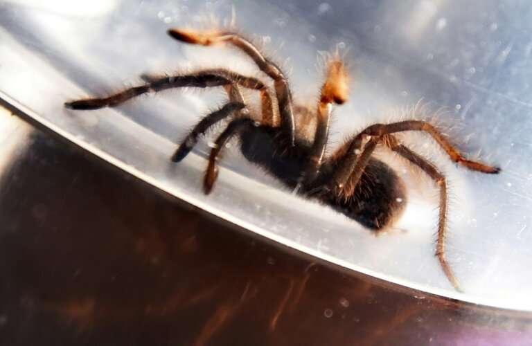 Some 757 live tarantulas were confiscated in the Philippines, in a latest case of illegal wildlife trafficking in the Southeast 