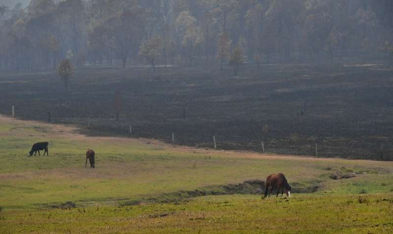 Some animals had to be led to safety, away from the worst of the fires