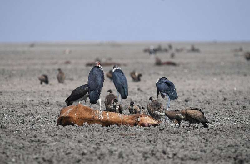Some grazers succumb to the heat and become fodder for vultures in the sludge of the lake bed