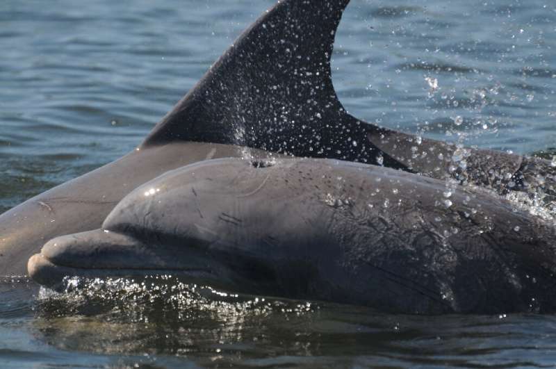 Some of the dead cetaceans were bottlenose dolphins