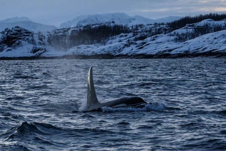 Some researchers say there may even be up to 3,000 orcas in the region, which runs from Norway's northern mainland up to the Sva