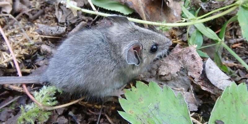 Some small mammals undeterred by industrial activity, study shows