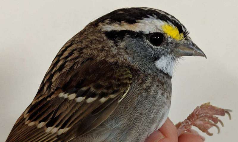 Songbird-body changes that allow migration may have human health implications