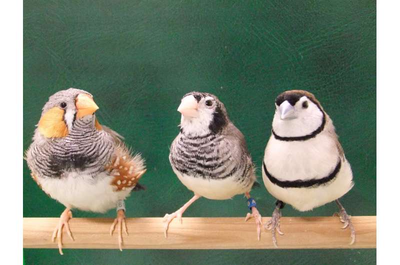 Songbirds sing species-specific songs