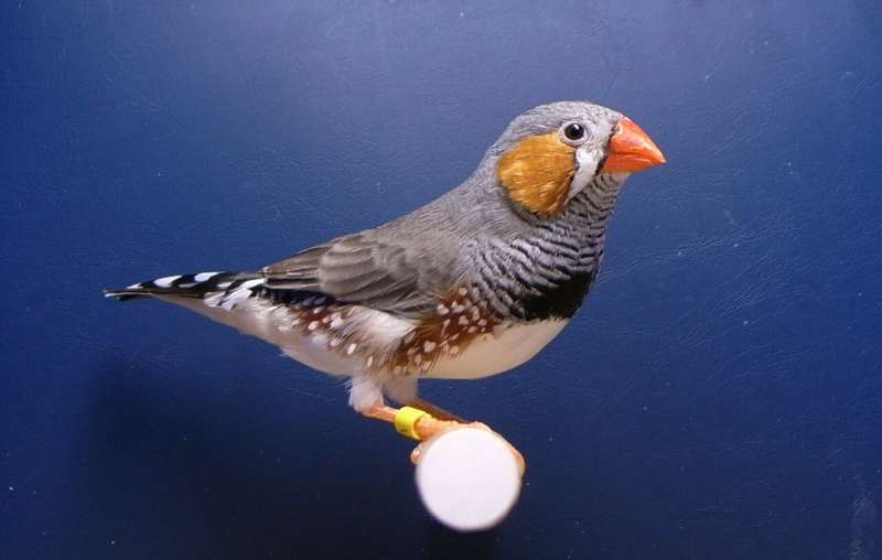 Song-learning neurons identified in songbirds