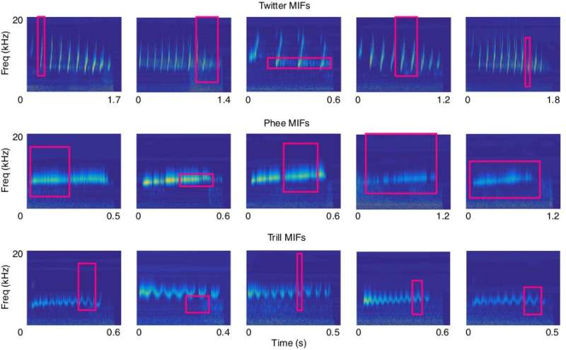 Sound sense: Brain 'listens' for distinctive features in sounds
