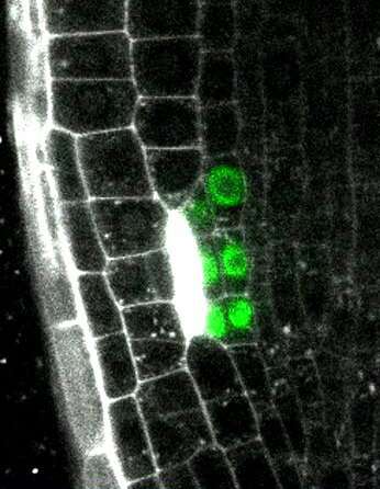 Specialized plant cells regain stem-cell features to heal wounds