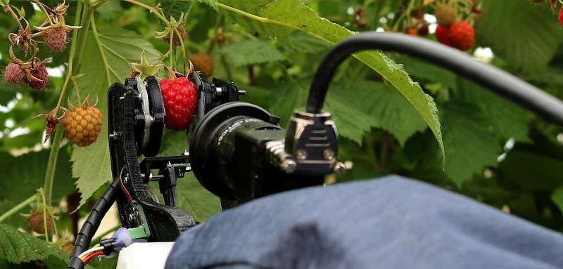 Spinout completes initial field trials of raspberry harvesting robot system