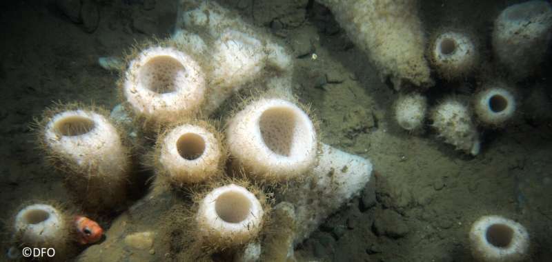 Sponges and corals: Seafloor assessments to help protect against climate change