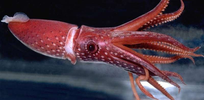 Squid team finds high species diversity off Kermadec Islands, part of stalled marine reserve proposal