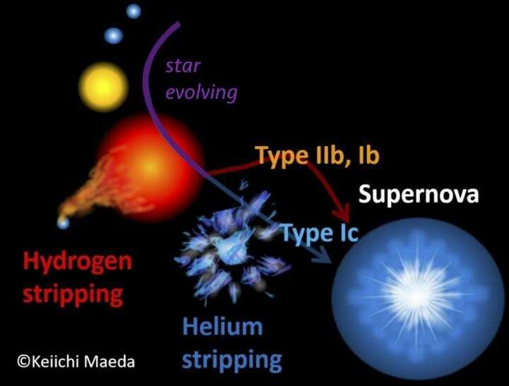 Stars exploding as supernovae lose their mass to companion stars during their lives