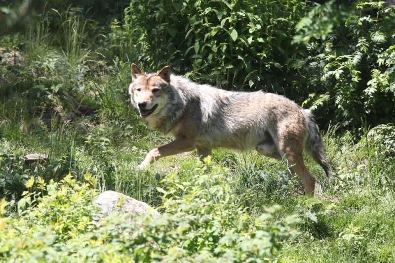 Starting in 1992, grey wolves started re-appearing in France, arriving across the Alps from Italy