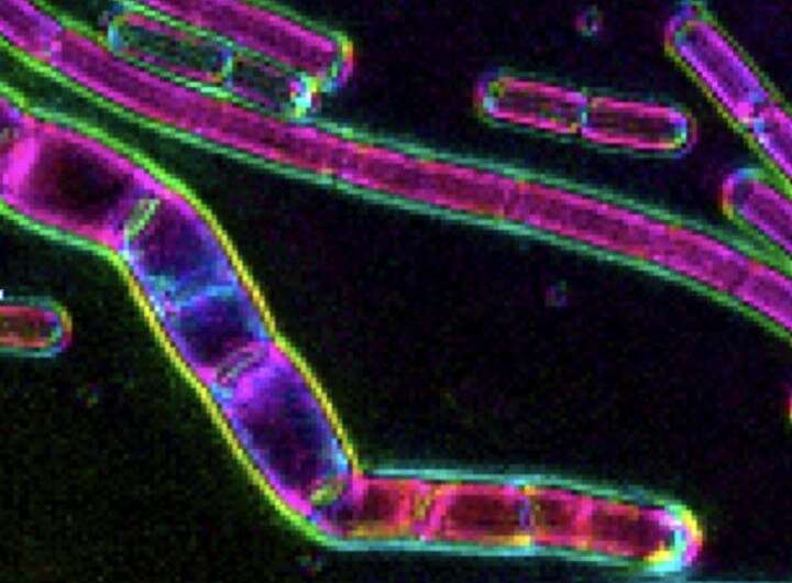 Staying in shape: How rod-shaped bacteria grow long, not wide