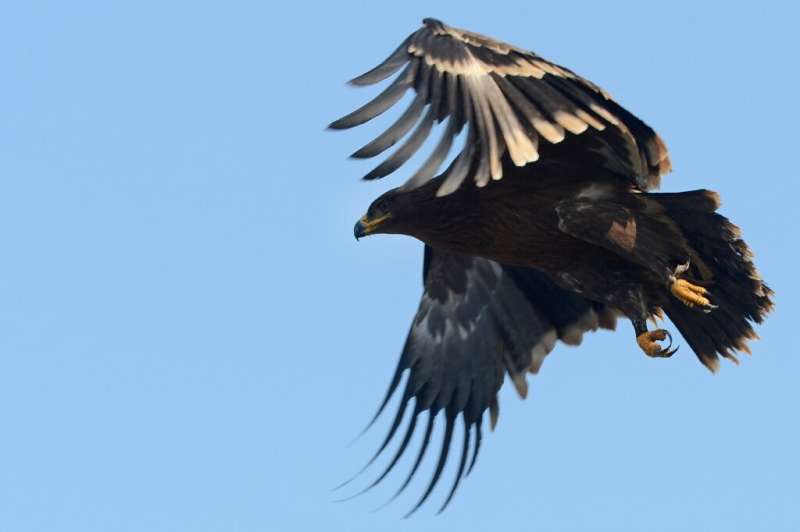 Steppe eagles face rapid decline due to the spread of farming land across their territory and are vulnerable to wind turbines