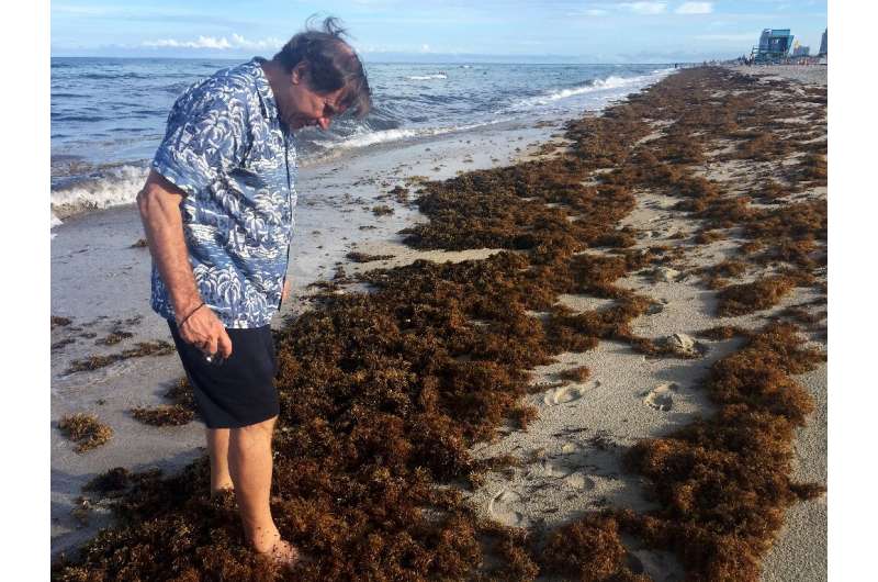 Steve Leatherman, aka &quot;Dr. Beach,&quot; walks along the sargassum in search of Brazilian seeds he says often come ashore br