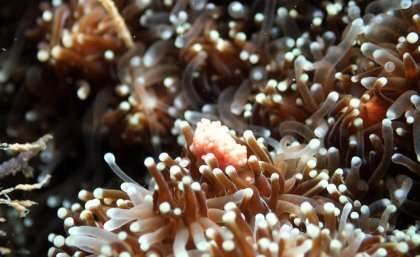 Strange coral spawning improving Great Barrier Reef's resilience