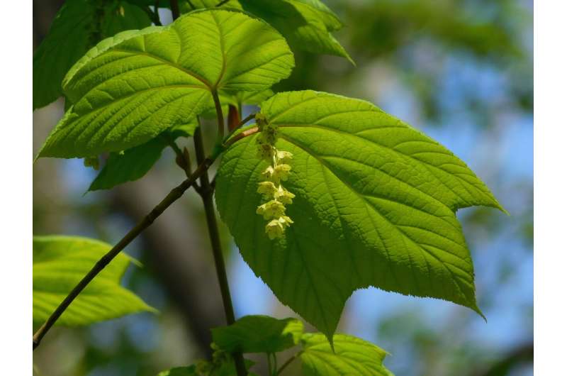 Striped maple trees often change sexes, with females more likely to die
