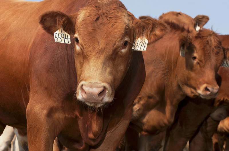 Study clarifies U.S. beef's resource use and greenhouse gas emissions