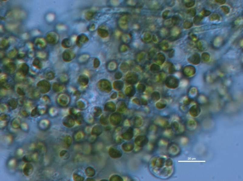 Study confirms micro-algae's cleaning ability in wastewater treatment