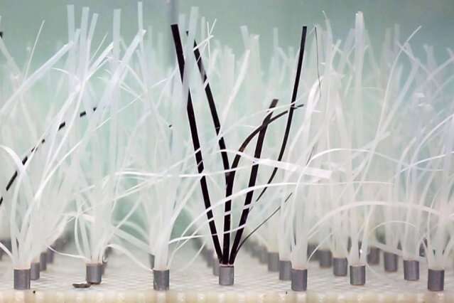 Study demonstrates seagrass’ strong potential for curbing erosion
