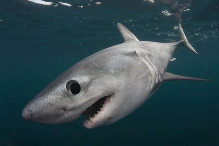Study dives deep into saving endangered shark