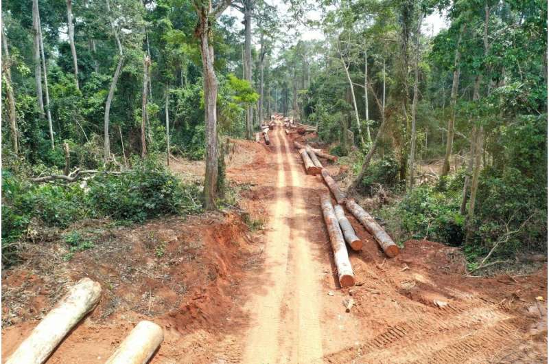 Study documents impacts of selective logging on Congo's intact forest landscapes