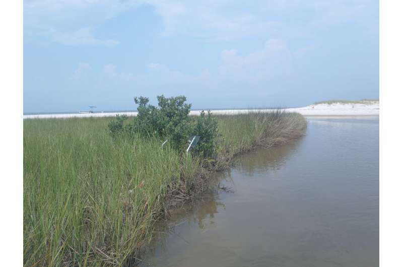Study examines black mangroves impact on the salt marsh food web