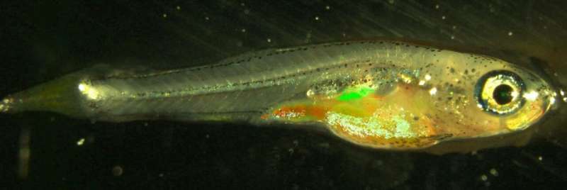 Study finds fish preserve DNA 'memories' far better than humans