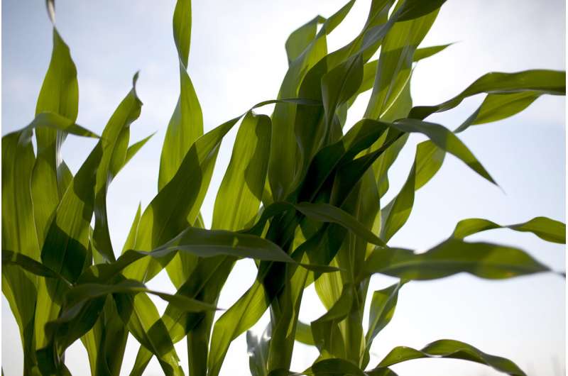 Study finds rising ozone a hidden threat to corn