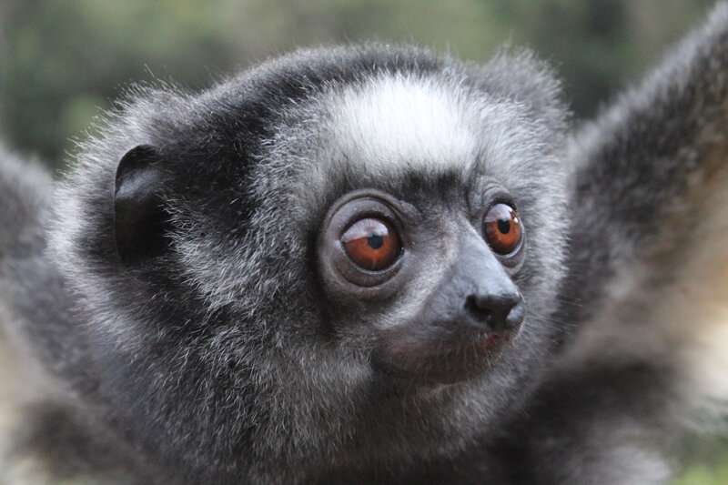 Study finds severely disturbed habitats have impacted health of Madagascar’s critically endangered lemurs