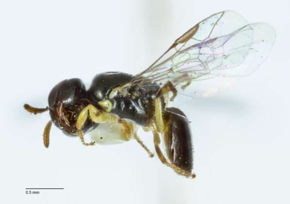 Study finds tiny cavities in Banksia trees are nests for native bees