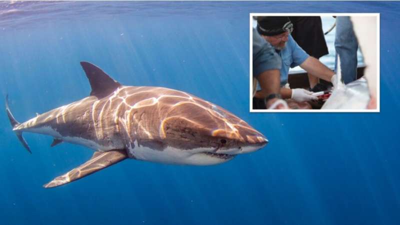 Study finds white sharks with high levels of mercury, arsenic and lead in their blood