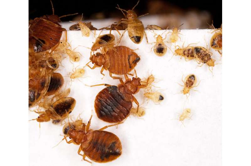 Study: Landlord disclosure of bedbugs cuts infestations, creates long-term savings