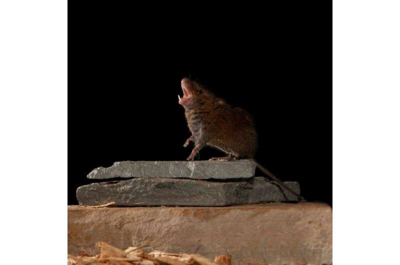 Study of singing mice suggests how mammalian brain achieves conversation