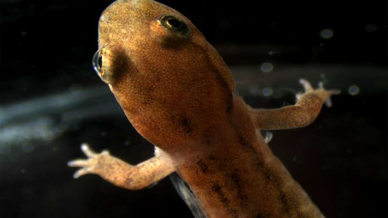 Study shows lungless salamanders’ skin expresses protein crucial for lung function