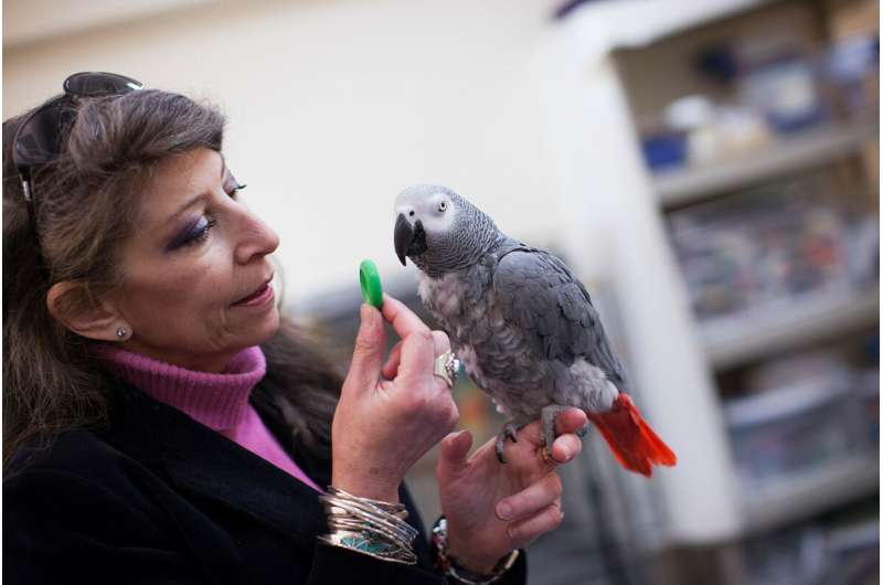 Study shows parrots can pass classic test of intelligence