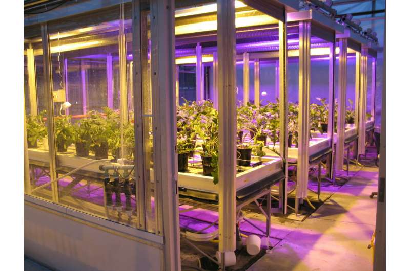 Substituting HPS with light-emitting diodes for supplemental lighting in greenhouses