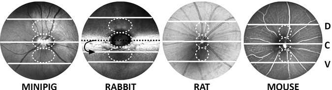 Suitable marker for retina morphology across species