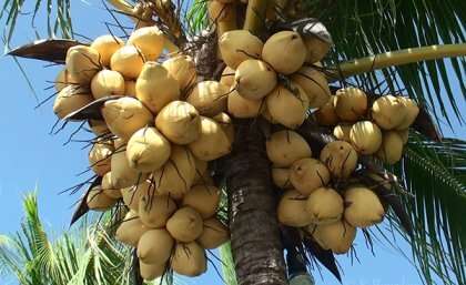 Super clones to conquer coconut crisis