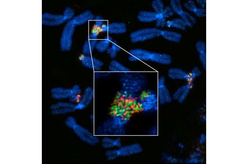 Super-resolution microscopy illuminates associations between chromosomes