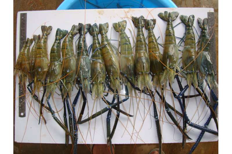 Super shrimp designed at Ben-Gurion University could increase yield and prevent disease